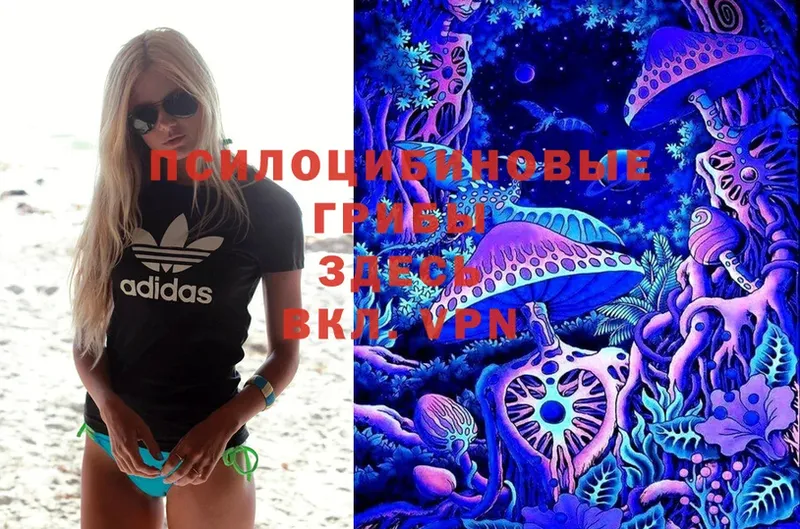 Галлюциногенные грибы Psilocybe  Ишим 